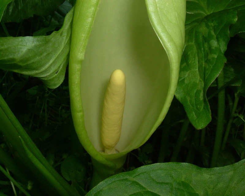 Arum italicum - Gigaro italico